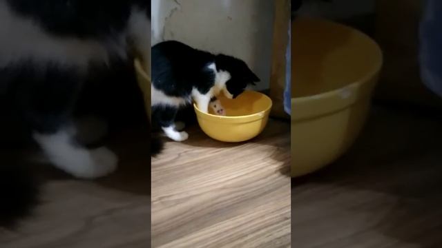 Лапа моет лапы часть2