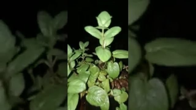 Tanaman daun mint смотреть онлайн