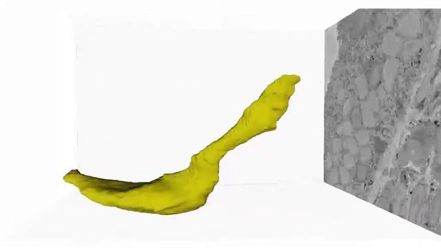 Neuropods of the Gut in 3D смотреть онлайн