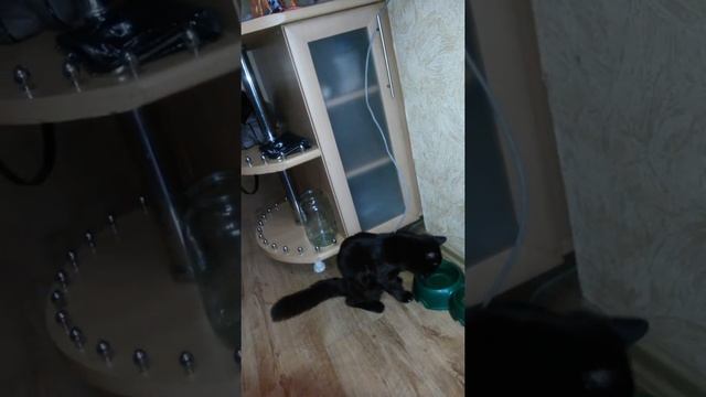 Реакция кота на воду! смотреть онлайн