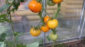 Сорт -"МЕДОВО-САХАРНЫЙ". Томаты от Фёдора.