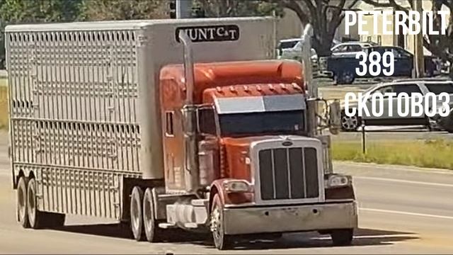 Peterbilt 389 СКОТОВОЗ смотреть онлайн