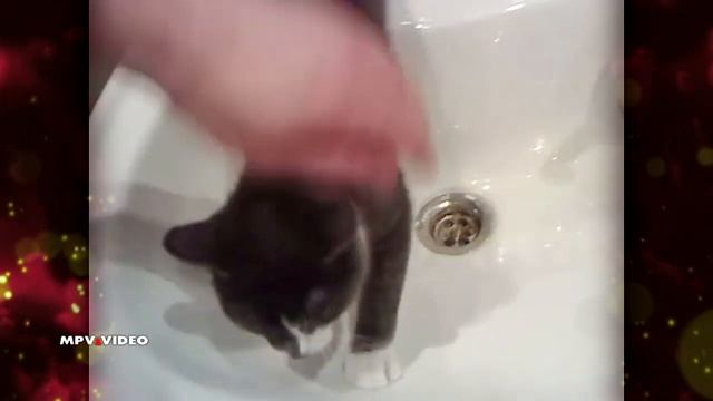 Боятся ли кошки воды ~ Кошка и вода ~ прикол с кошкой смотреть онлайн