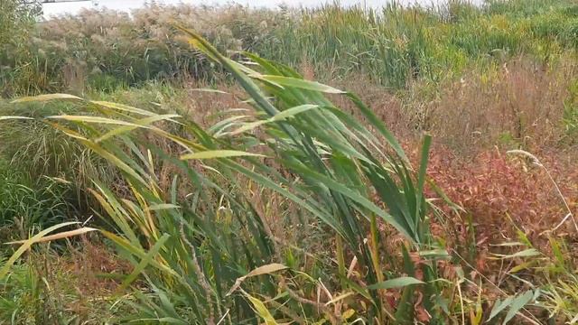 Приглашение на выставку-признание "Открытое небо. Любовь к живому", Чебоксары, 2024 смотреть онлайн