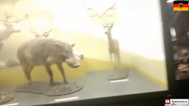 Zoologisches Museum im Centrum für Naturkunde der Universität Hamburg смотреть онлайн