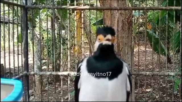 SUARA BURUNG JALAK SUREN SUPER GACOR ISTIMEWA
