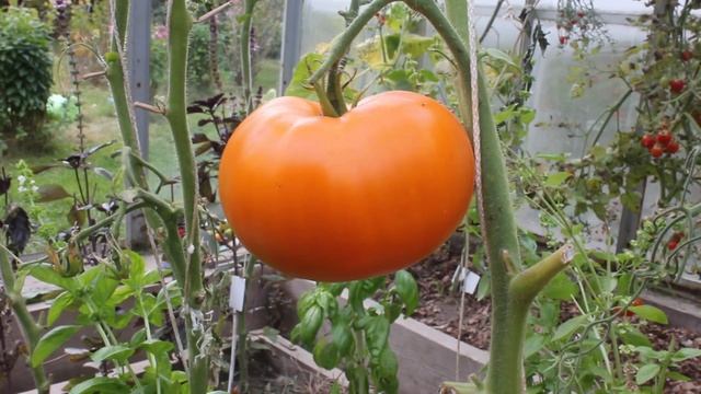 Обзор сортов новинок томатов 2022 года. Томаты от Фёдора.