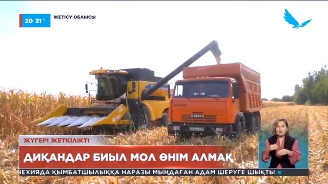 Жаркент диқандары жүгерінің гектарынан 60 центнерден астам өнім алып, қамбасын астыққа толтыруда. смотреть онлайн