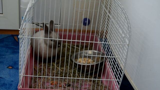 Кнопка завтракает смотреть онлайн