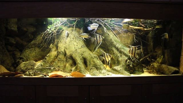 Wild Pterophyllum scalare - Rio Cuiuni update LED storm effect смотреть онлайн