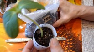 Посадка ранних огурцов в Сибири