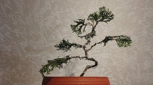 бонсай из туи своими руками пересадка,формировка