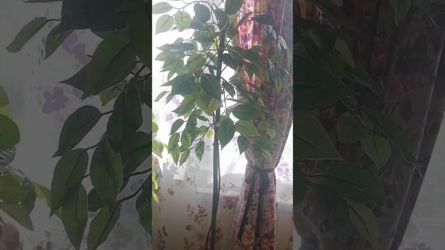 лимон и фикус смотреть онлайн