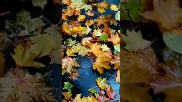 Осенняя меланхолия. Дмитрий Шлапак смотреть онлайн