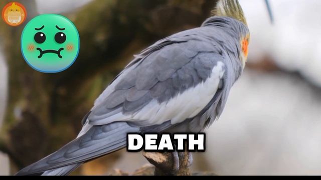 How to Feed Your Cockatiel Healthy Vegetables | Best and Worst Veggies for Your Bird смотреть онлайн