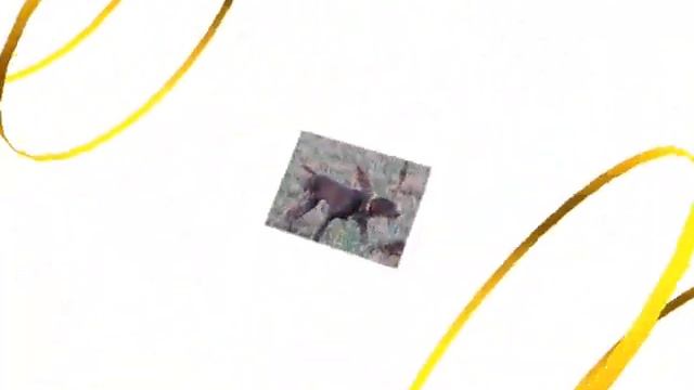 Охота в Одесской области.Гвардейцы.Сезон 2010- 2011 смотреть онлайн