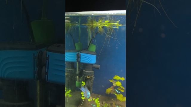 щучки смотреть онлайн