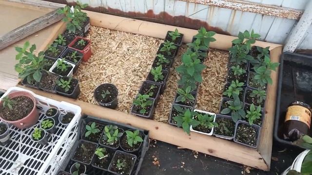 Пересадила все саженцы гортензий в открытый грунт🌱 смотреть онлайн