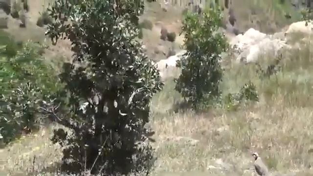 Байод ояд дилам гуммезанад смотреть онлайн