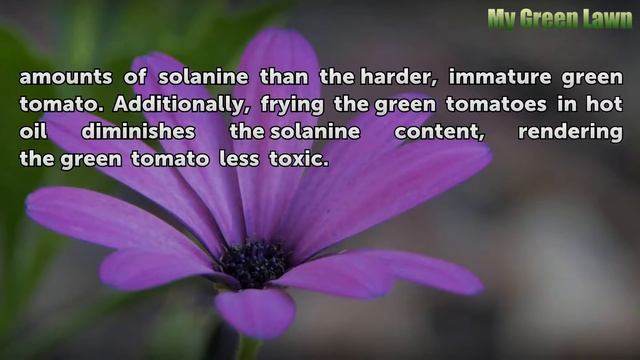 Solanine Content in Ripe Vs. Green Tomatoes смотреть онлайн