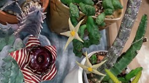 ластовневые