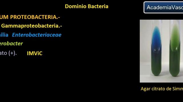 Dominio Bacteria: Phylum Proteobacteria 25 - Gammaproteobacteria - Enterobacteriaceae -Enterobacter смотреть онлайн