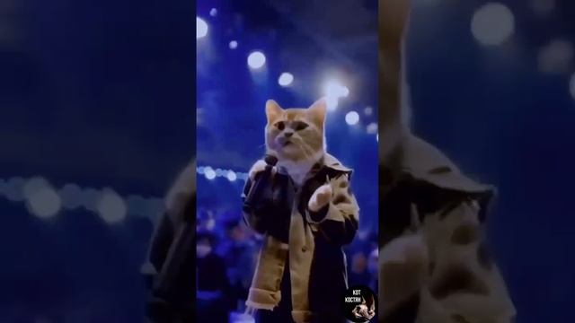 #Кот_Костян #Мая_Лето С Днём Рождения дорогой Котик смотреть онлайн