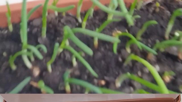 Дастури хело хуб аст.Ҳатман як бор санҷед . 🌱🌱👍 смотреть онлайн