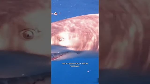 Дайверша помогает и дружит с акулами 😱 смотреть онлайн