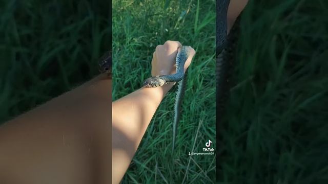 Уж обыкновенный 2023
Огромный уж Очень добрый 🐍❤ смотреть онлайн
