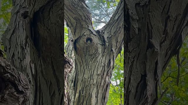 Bird in the Hole in the Shagbark Hickory смотреть онлайн