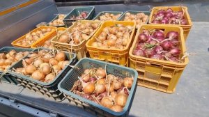 Как в Корее выращивают репчатый лук #жизньвюжнойкорее #жизньвдеревне #сажаем