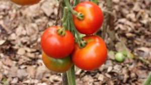 Сорт - "ВЕСЕННИЙ ХОРОВОД". Томаты от Фёдора.