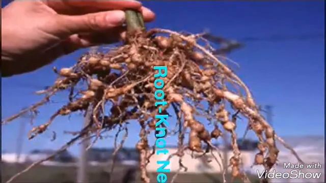 controlling Root knot Nematodes on Thaiwan Guava(జామ)By YK Laboratories with in 3 sprays
949141818 смотреть онлайн