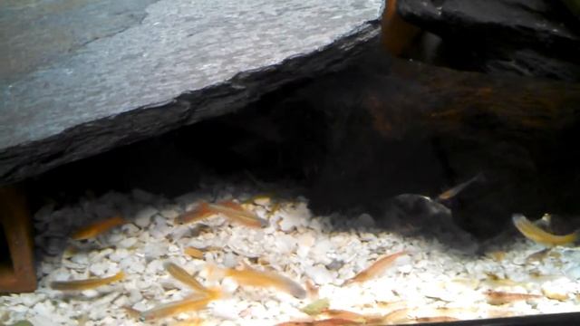 Pseudomugil sp red neon Ancistrus sp Rio Tocantins смотреть онлайн