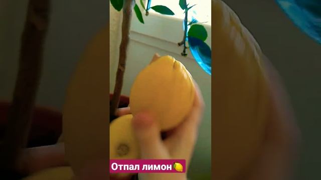 Отпал Лимон🍋🍋🍋🍊#лимон#сад смотреть онлайн