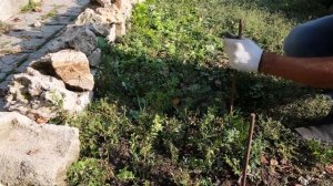 Подготовка черенков самшита и посадка в открытый грунт