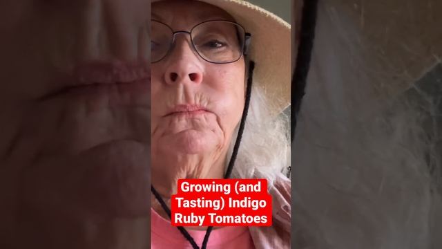 Growing (and Tasting) Indigo Ruby Tomatoes! смотреть онлайн