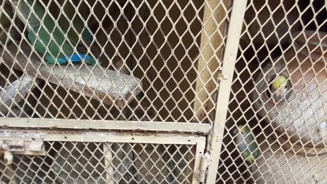 Can Lutino and Blue masked Breed Together? | Can Blue Masked Make Pair With Lutino ? смотреть онлайн