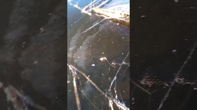 ШОК😱😱😱😱😱 чуть не провалился на первом льду смотреть онлайн