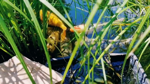 КАРПЫ КОИ ПРИСТРОИЛИСЬ В БИОПЛАТО. 🤔😔 СКОРО БУДУ ДЕЛАТЬ ТЕСТЫ СОСТОЯНИЯ ВОДЫ смотреть онлайн