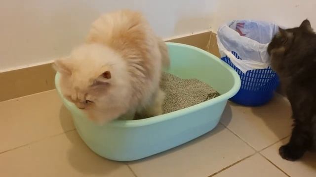 Purina tidy cats multi cat clumping litter instant action смотреть онлайн