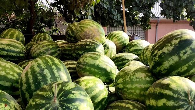 ДАРБЫЗДЫ 🍉 КҮЛКҮ менен 😂 саткан ХАСАНБАЙ 😃👍 смотреть онлайн