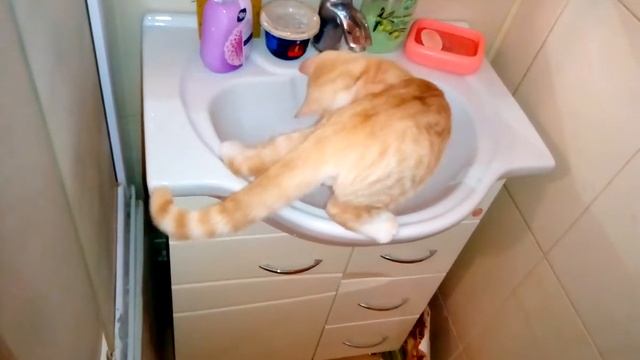 Бонифаций любит воду)) смотреть онлайн