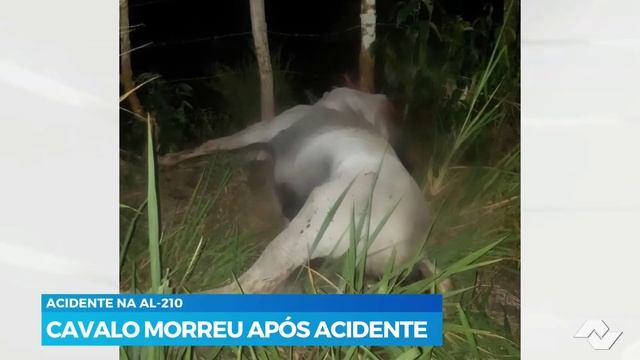 CAVALO MORREU APÓS ACIDENTE NA AL-210 EM VIÇOSA смотреть онлайн