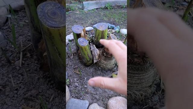 Срезал банан смотреть онлайн