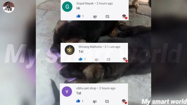 Black German shepherd puppies || unique and rare color || price affordable смотреть онлайн