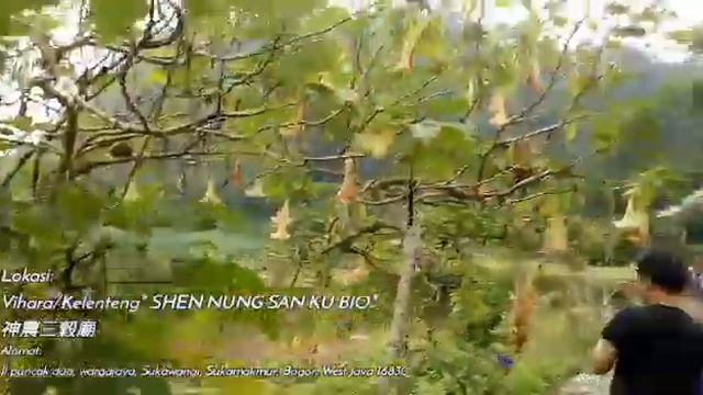 Vihara/Kelenteng" SHEN NUNG SAN KU BIO/ 神農三穀廟 смотреть онлайн