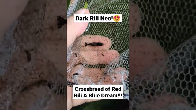 Neo Caridina Shrimp! Crossbreed from Red Rili and Blue Dream Shrimp!😍 смотреть онлайн