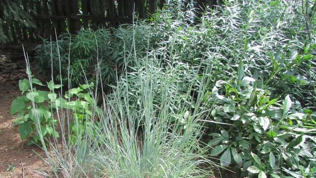 All about fireflies! Create habitat that attracts lightning bugs to your yard. смотреть онлайн